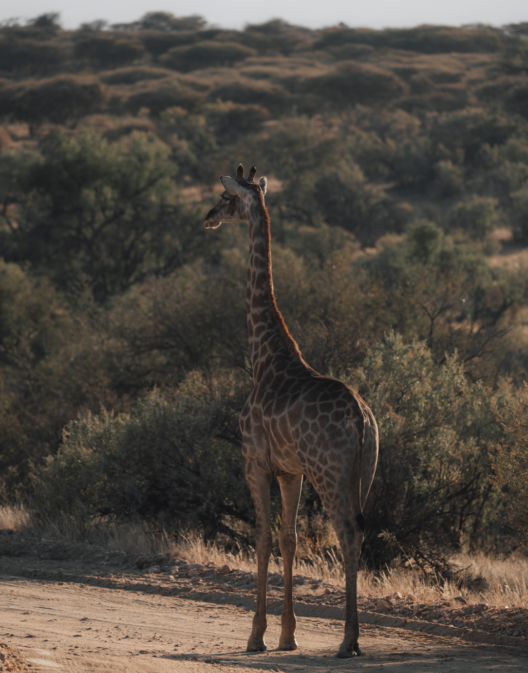 Foto einer Griaffe bei einer Safari - Evelyn Eberwein